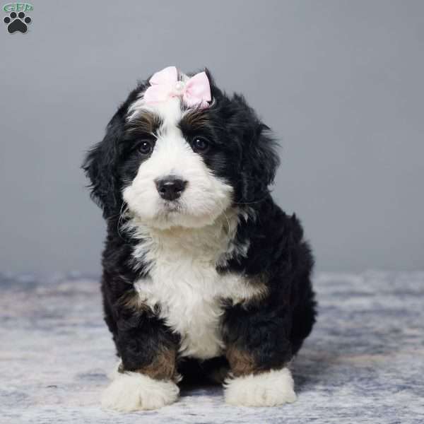 Roxy, Mini Bernedoodle Puppy
